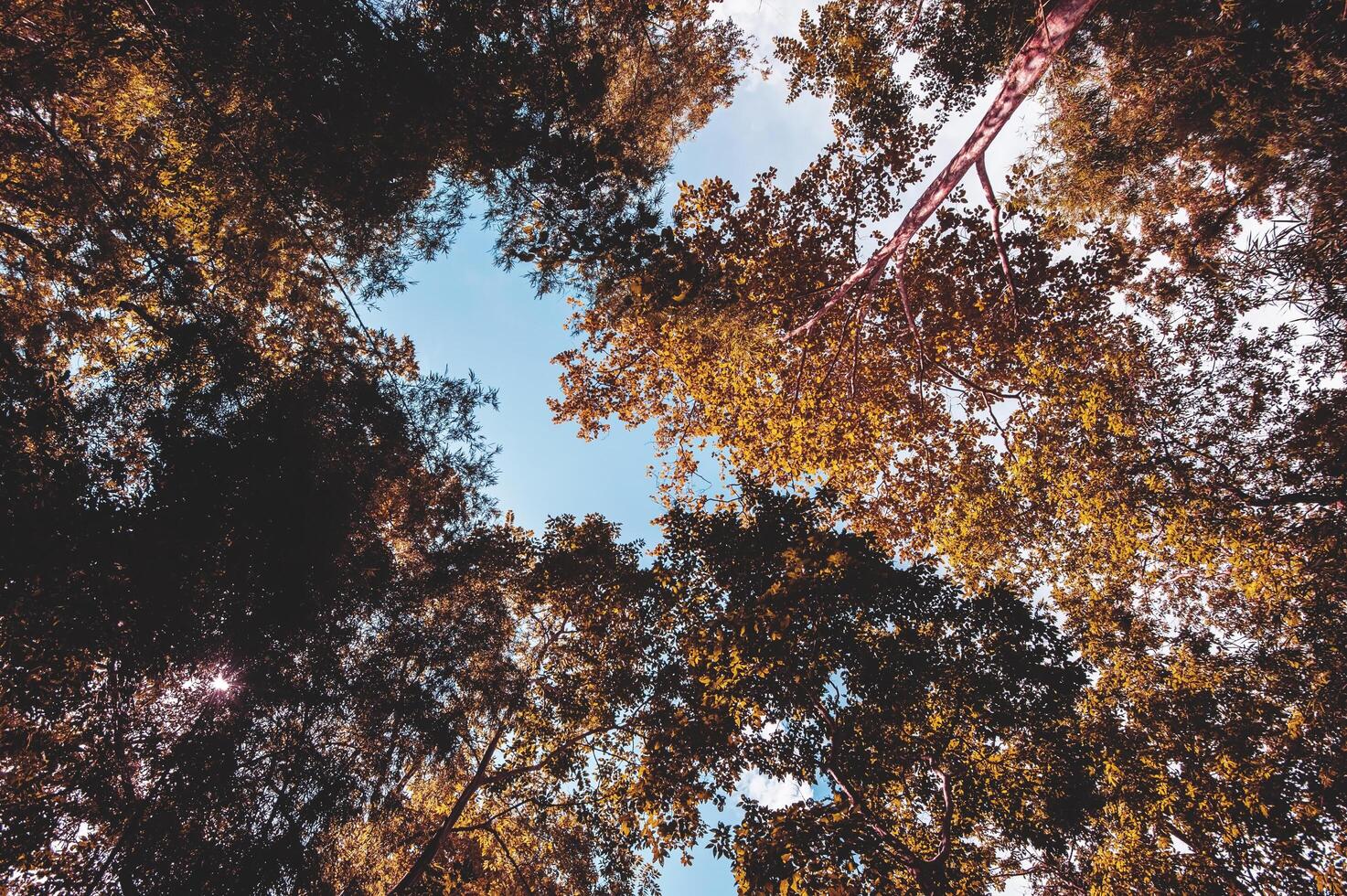 A view from the bottom of a big tree in the forest. photo