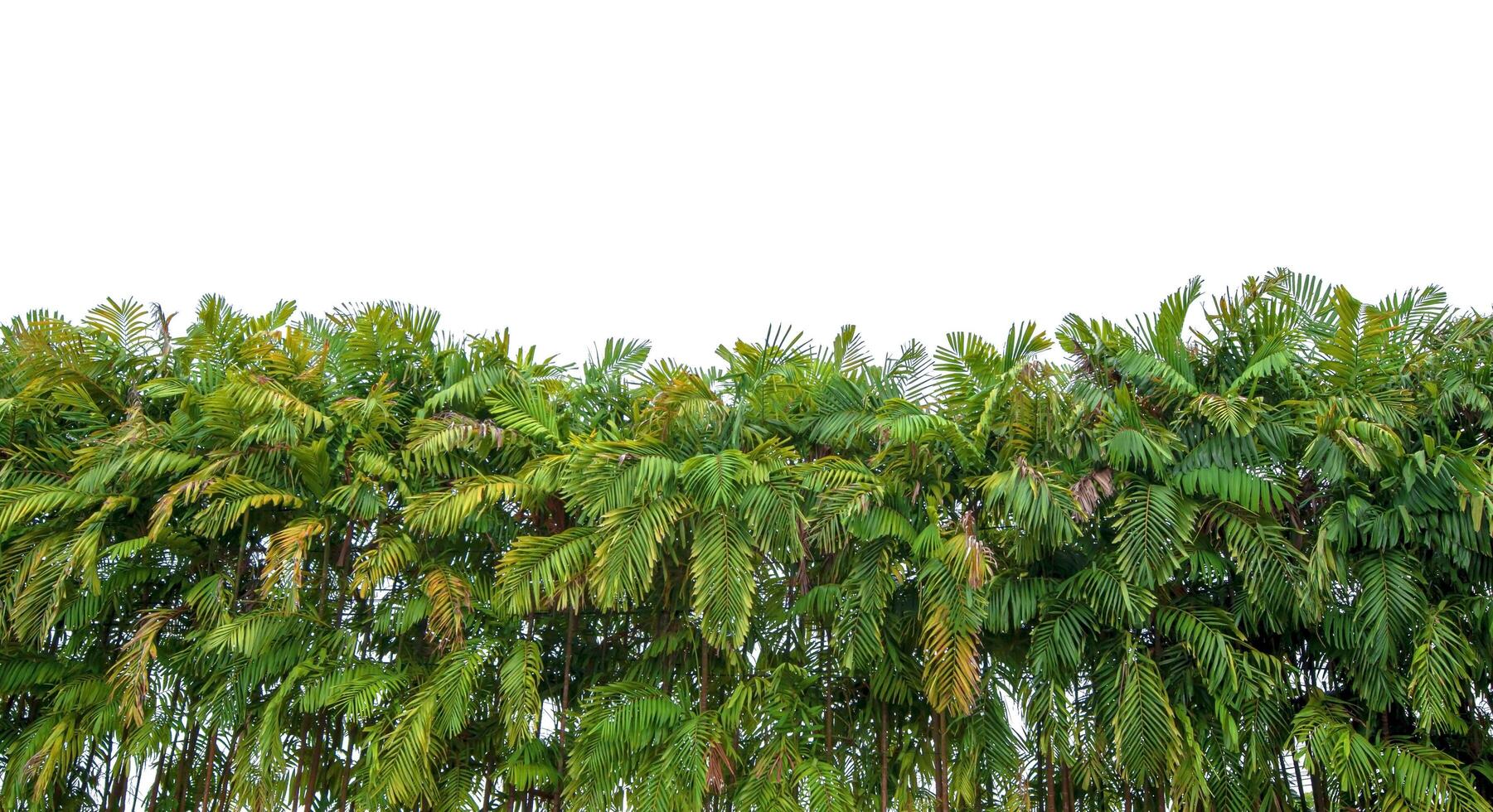 Many palm trees arranged beautifully isolated on a white background photo