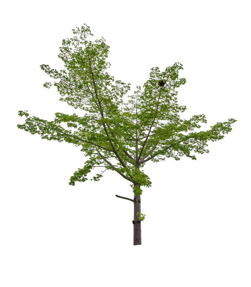 beautiful green leaf single tree isolated on a white background photo