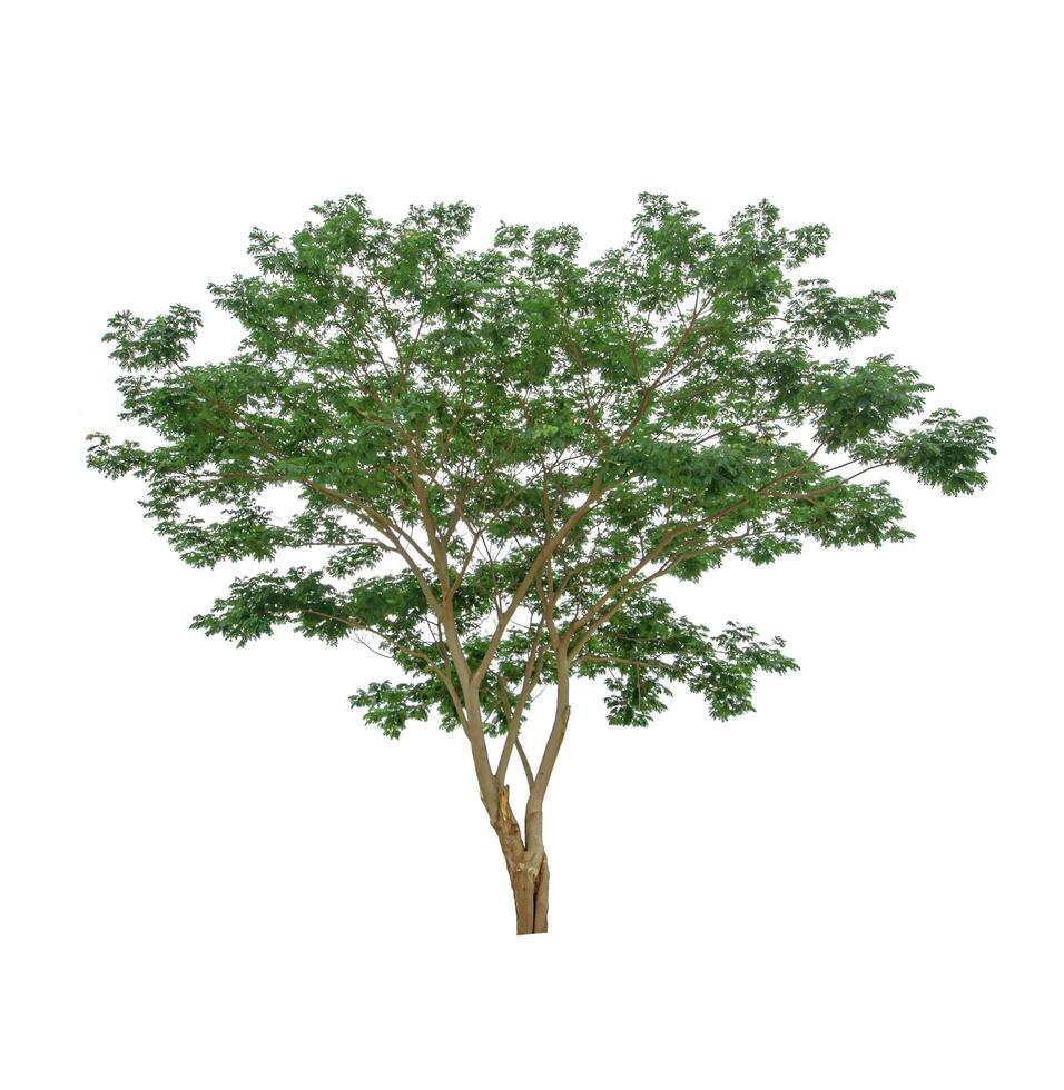 beautiful green leaf single tree isolated on a white background photo