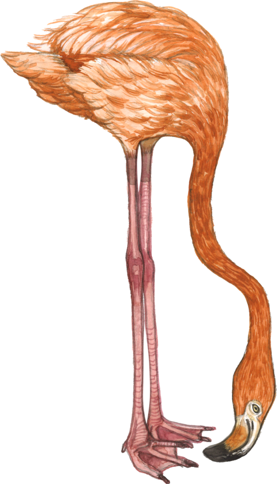 Flamingo watercolor animal hand paint realistic animal png
