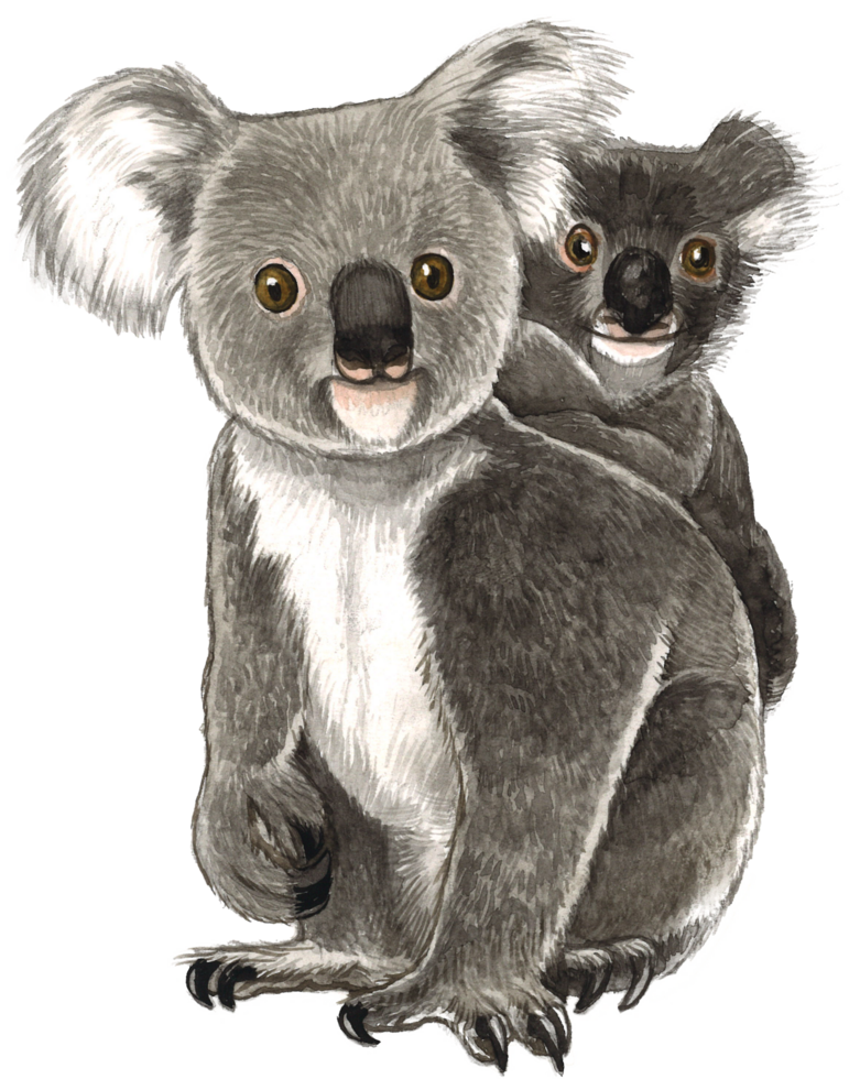koala bear watercolor animal hand paint realistic animal png