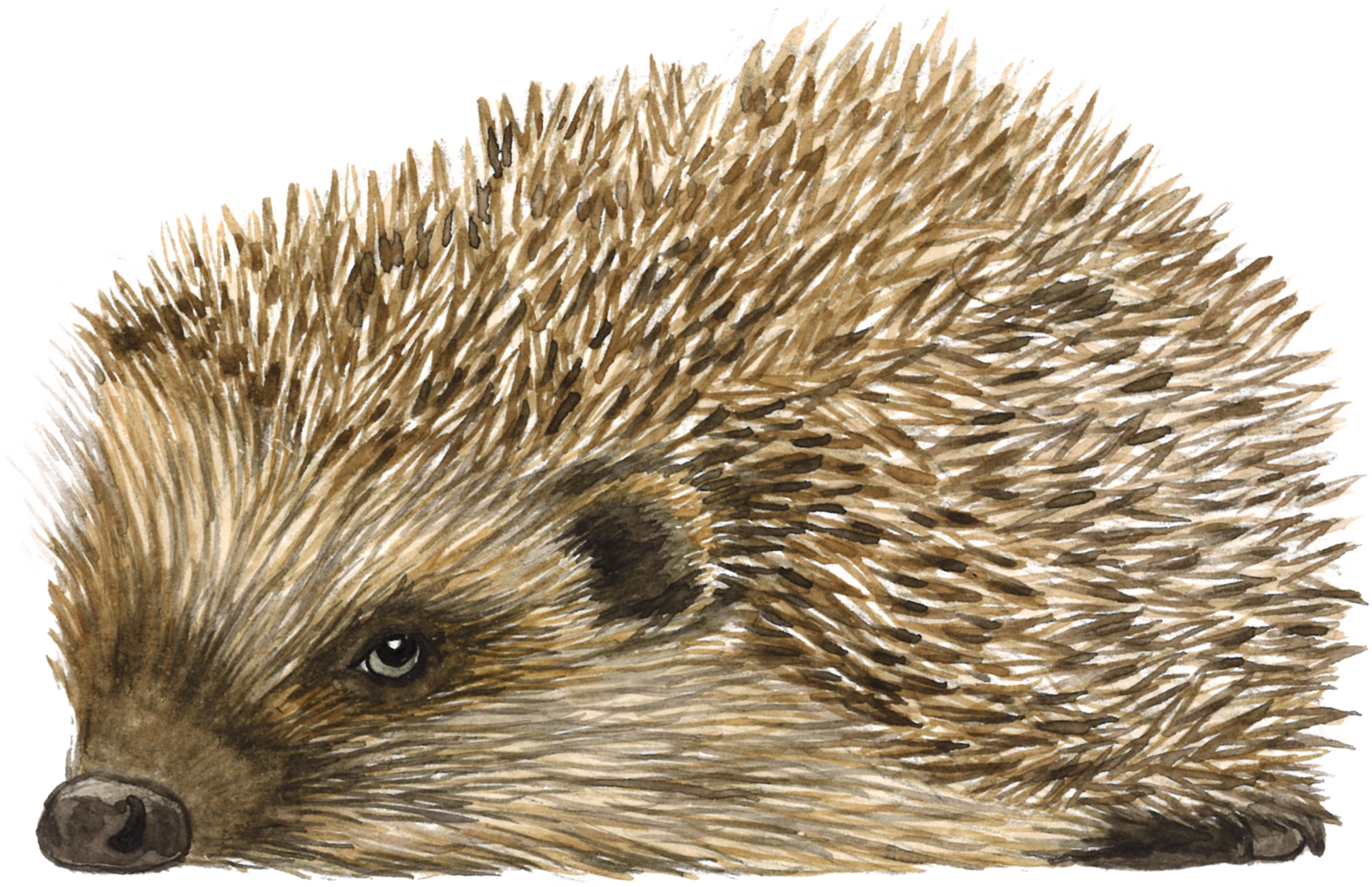 porcupine watercolor animal hand paint realistic animal png