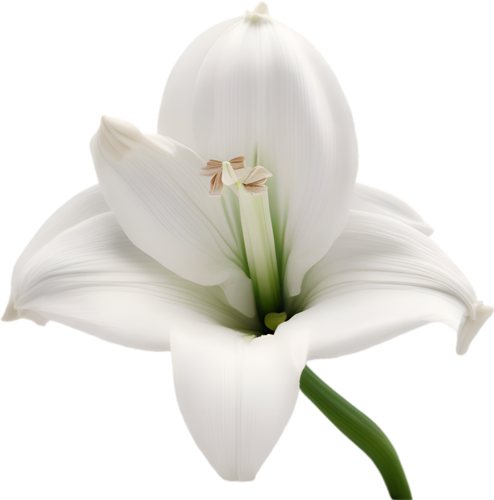 Amaryllis clipart. A cute Amaryllis flower icon. AI-Generated. png
