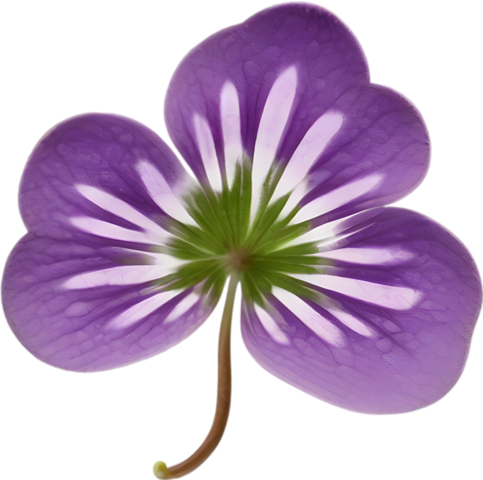 Hepatica Americana clipart. A cute Hepatica Americana flower icon. AI-Generated. png