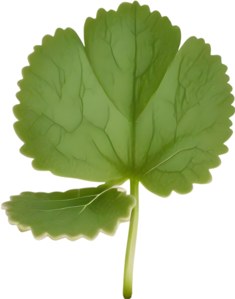 Hepatica Americana clipart. A cute Hepatica Americana flower icon. AI-Generated. png