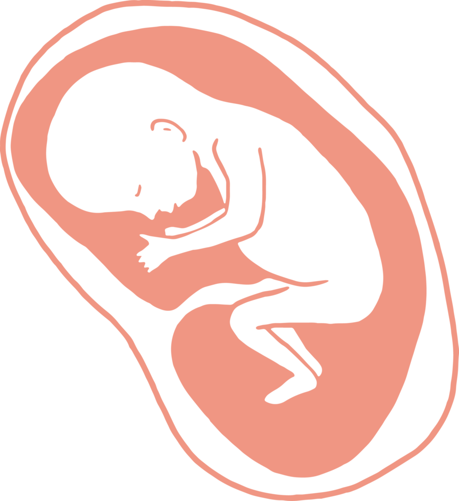 Stages of pregnancy growth, pregnancy calendar, fetal development foetus cycle from 1 to 9 month png