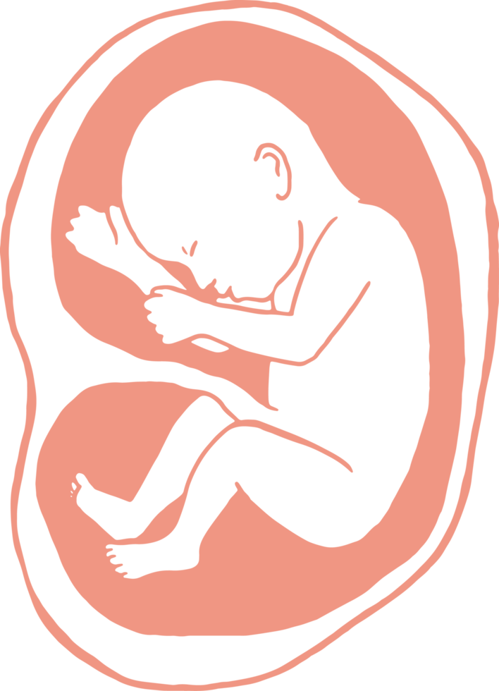 Stages of pregnancy growth, pregnancy calendar, fetal development foetus cycle from 1 to 9 month png