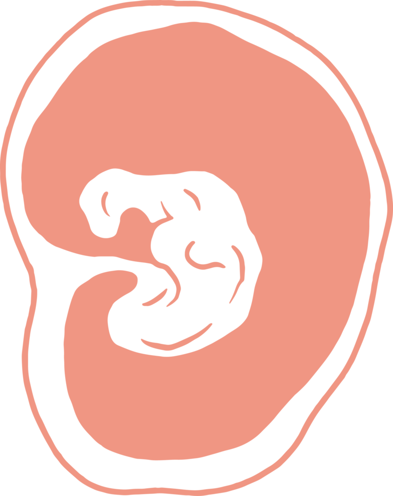 Stufen von Schwangerschaft Wachstum, Schwangerschaft Kalender, fötal Entwicklung Fötus Zyklus von 1 zu 9 Monat png