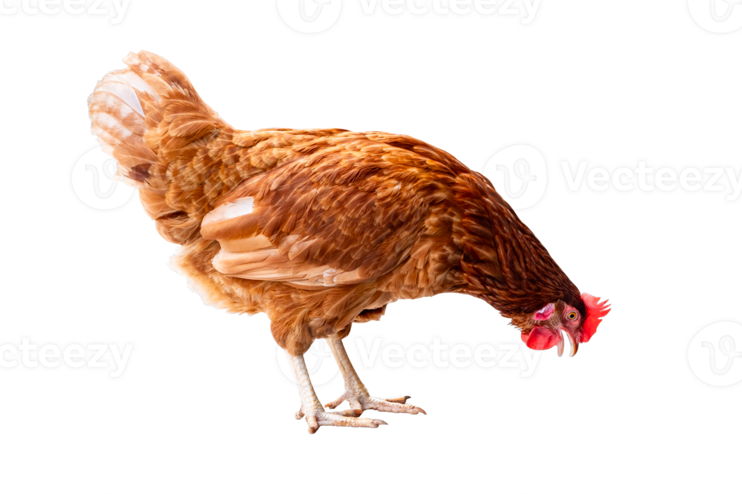 Chicken, Full body of brown chicken hen standing isolated transparent background, Laying hens farmers concept, File png