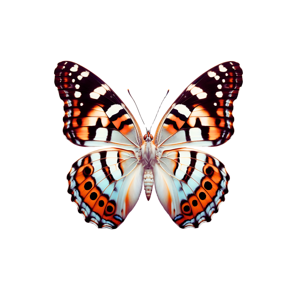 A macro photograph of a Viceroy butterfly highlighting its intricate wing patterns and colorful png