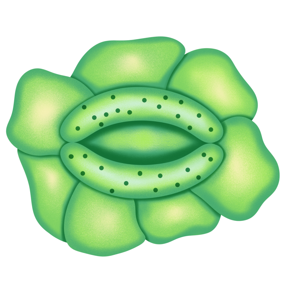 Structure of Stomata illustration png