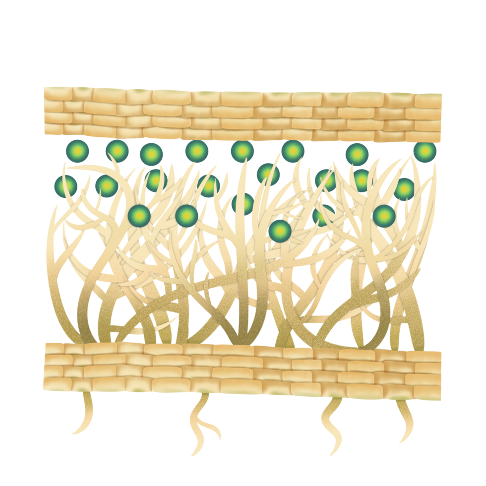 Lichens structure illustration by hand drawn png