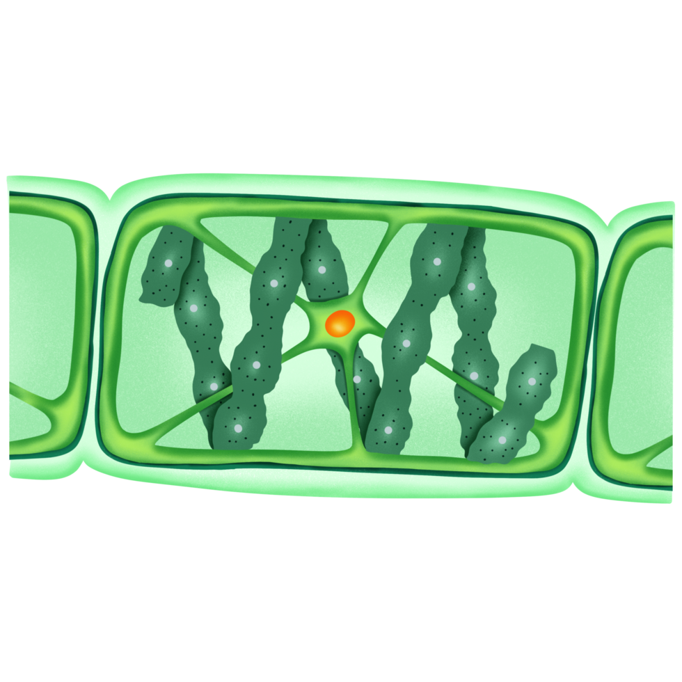 Spirogyra sp. structure illustration by hand drawn png