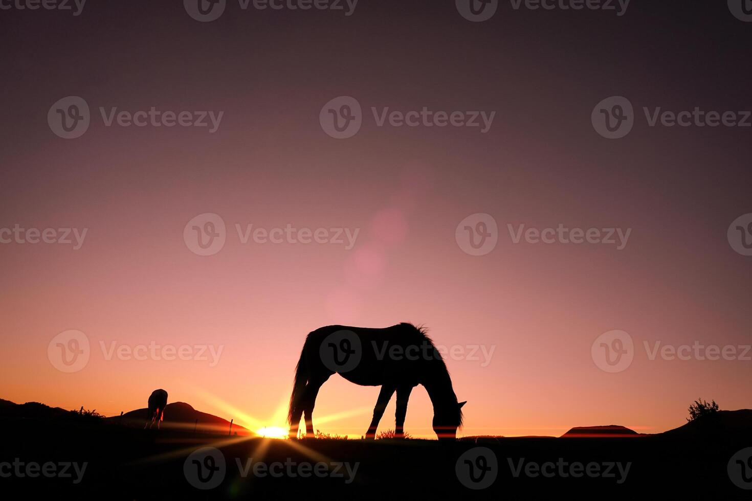 horse grazing in the meadow and sunset background in summertime photo