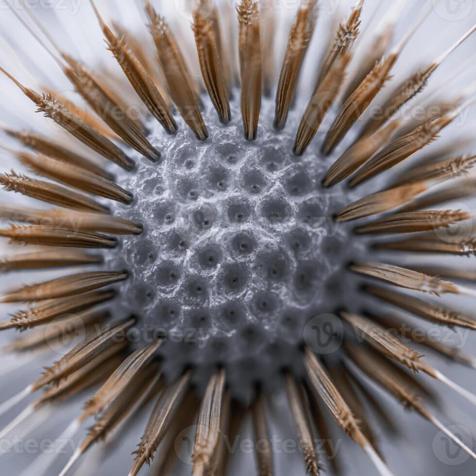 Beautiful dandelion flower seed in springtime photo