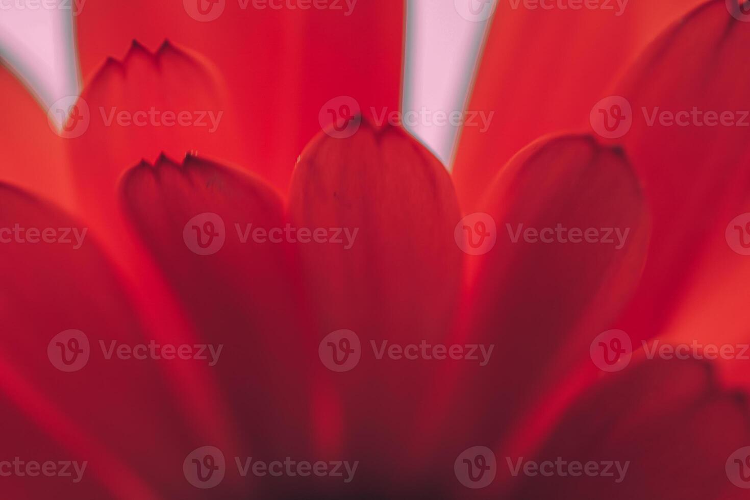 beautiful red flower petals in springtime, red background photo