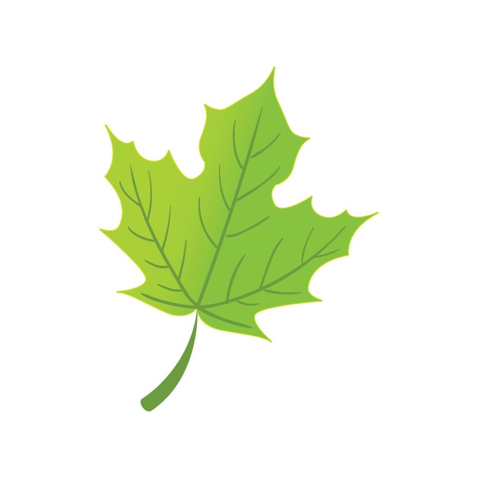 Leaf plant foliage illustration on white vector