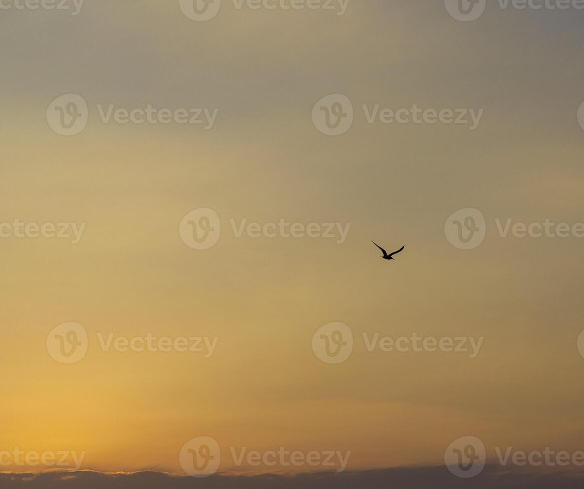 Shot of the dramatic sunrise by the sea. Seagull in the sky. Nature photo