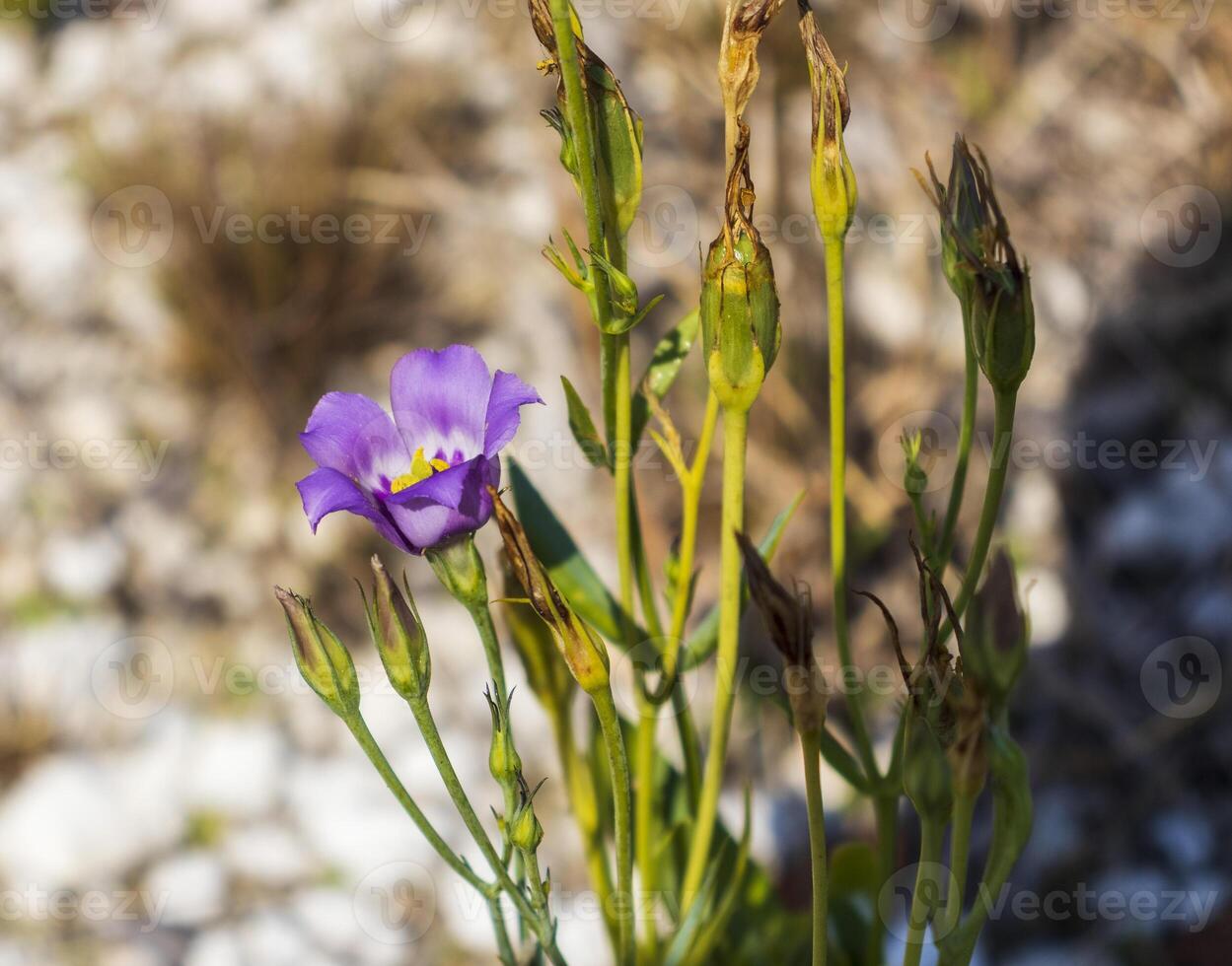 Close up shot of the purple flowers in the garden. Plants photo