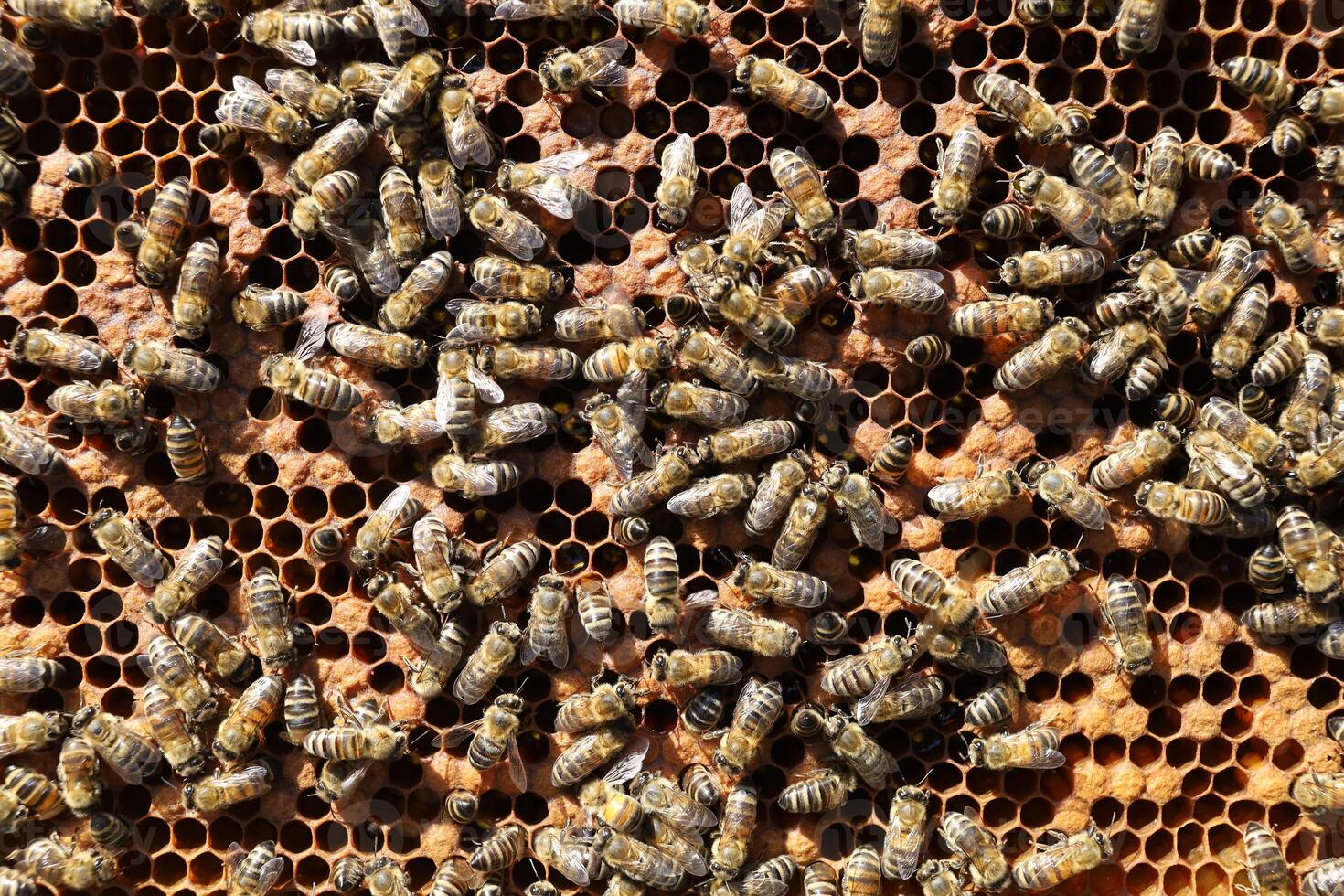 Bees on a frame with honeycombs photo