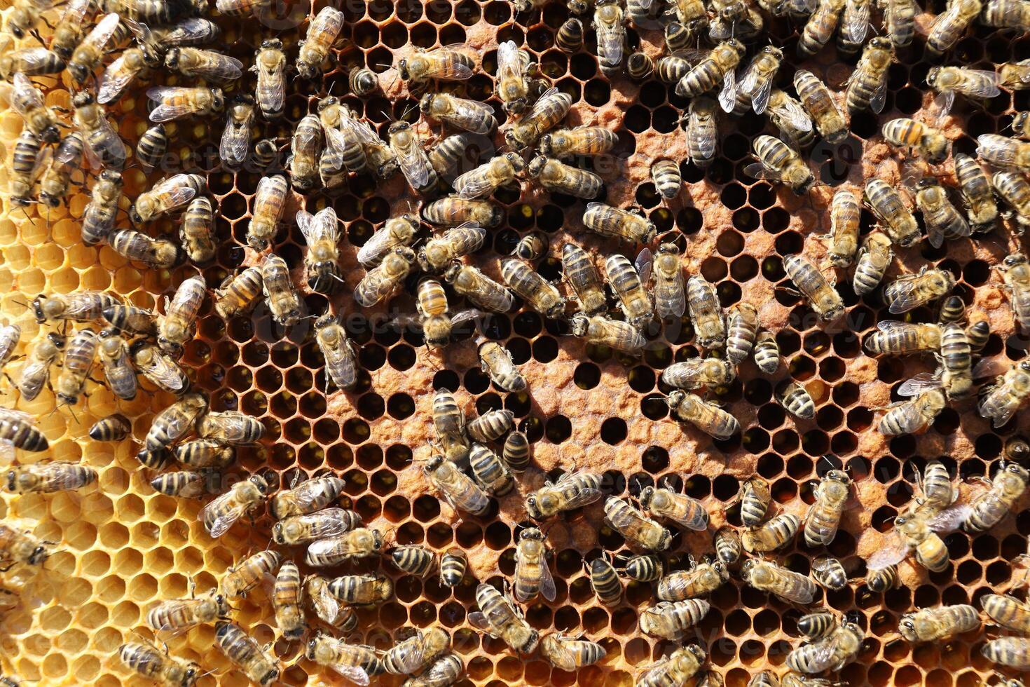 Bees on a frame with honeycombs photo