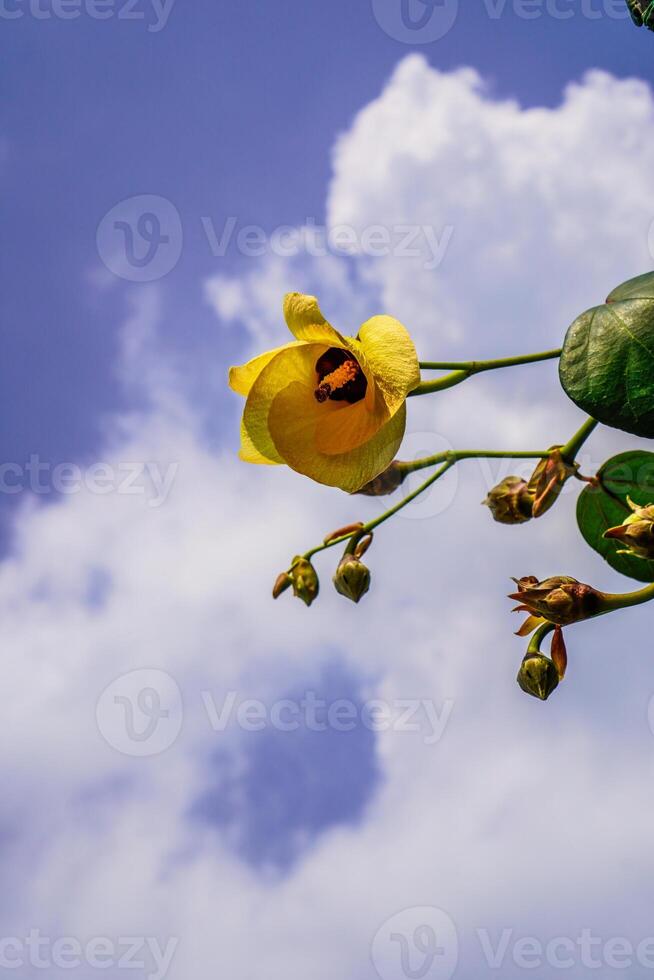 bottom view of yellow flowers against the background of the sky during the day. photo