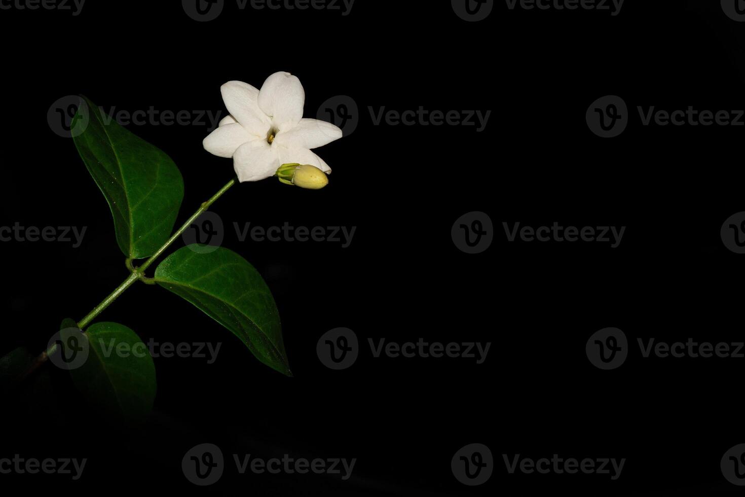 jasmine flowers on a black background, close up from a parallel viewpoint. photo