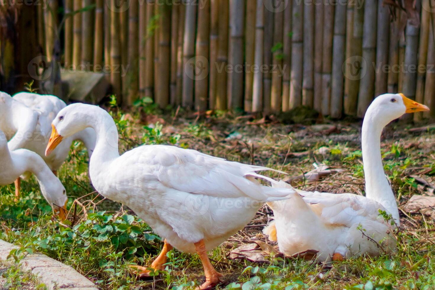 a group of geese gathering in a farm field. photo