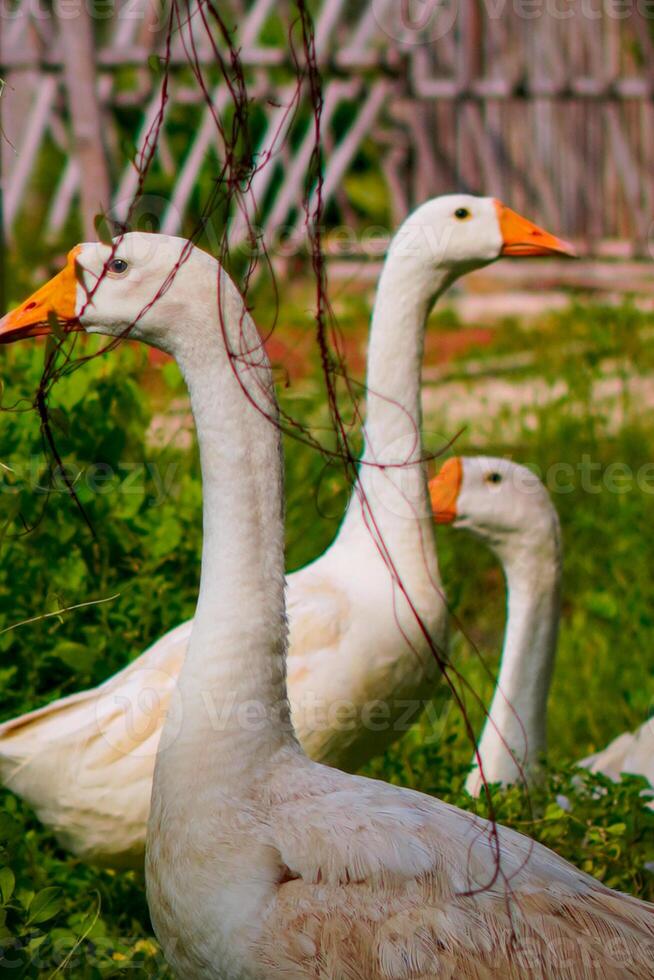 a group of geese gathering in a farm field. photo