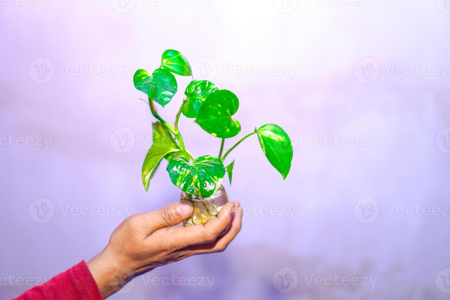 hand holding a pothos plant in a jar on a white background. photo