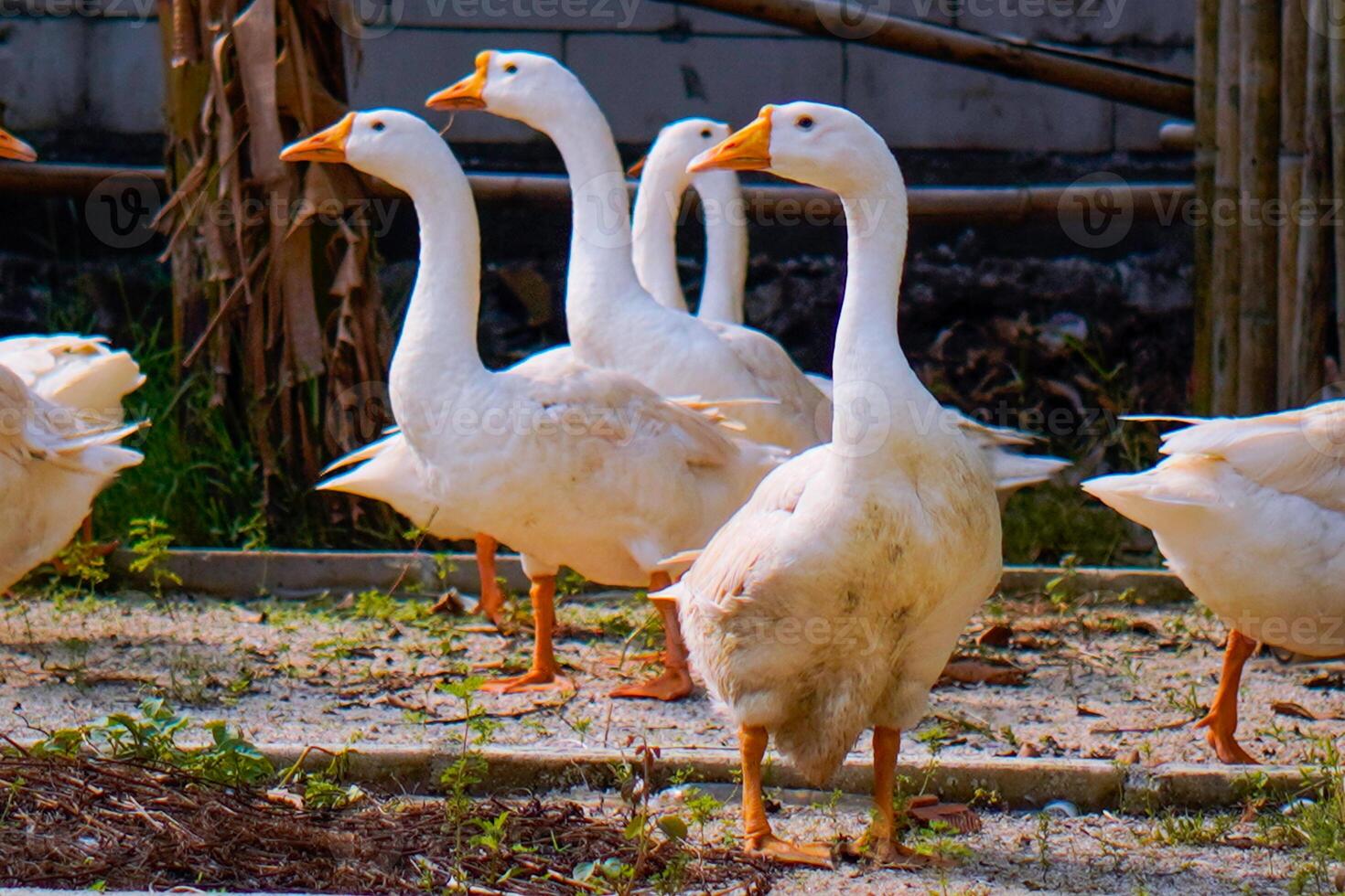 a group of geese gathering in a farm field. photo