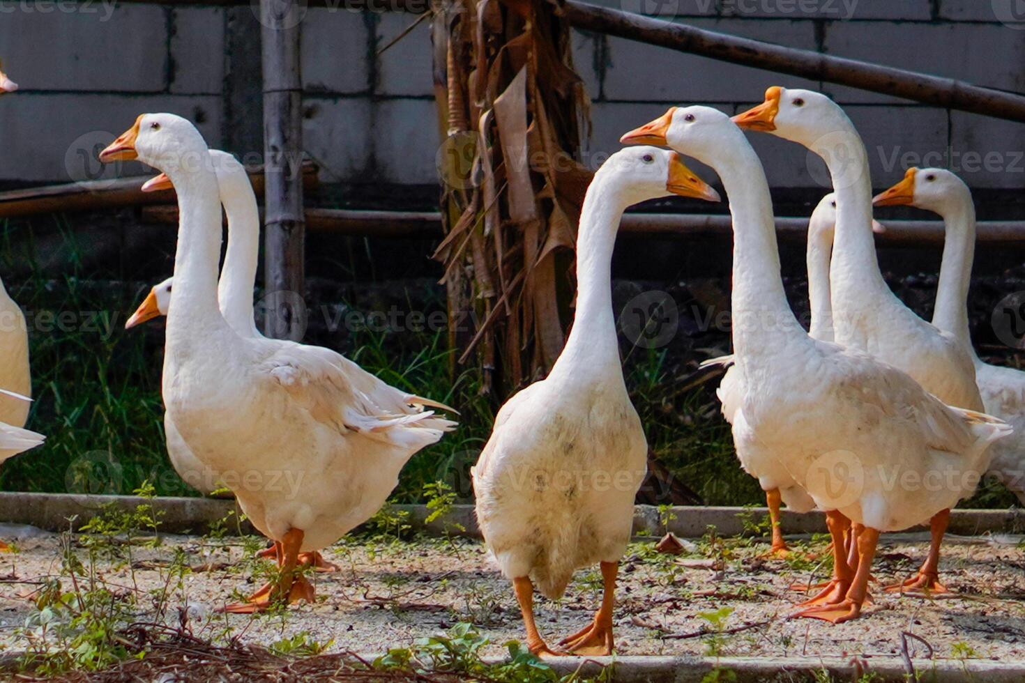 a group of geese gathering in a farm field. photo