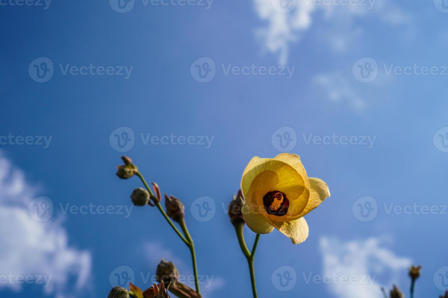 bottom view of yellow flowers against the background of the sky during the day. photo