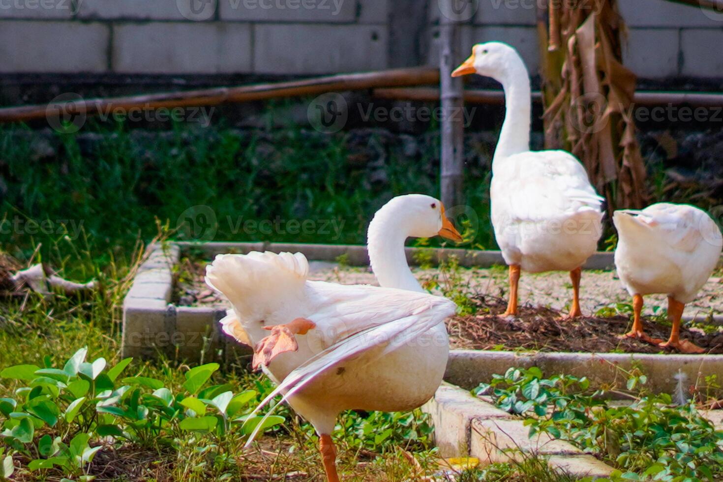 a group of geese gathering in a farm field. photo