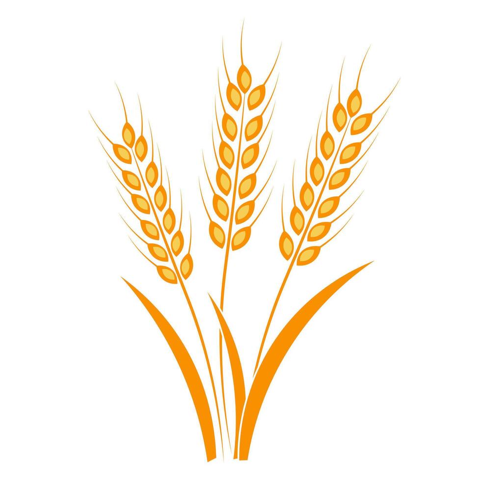 Ears of wheat on a white background vector