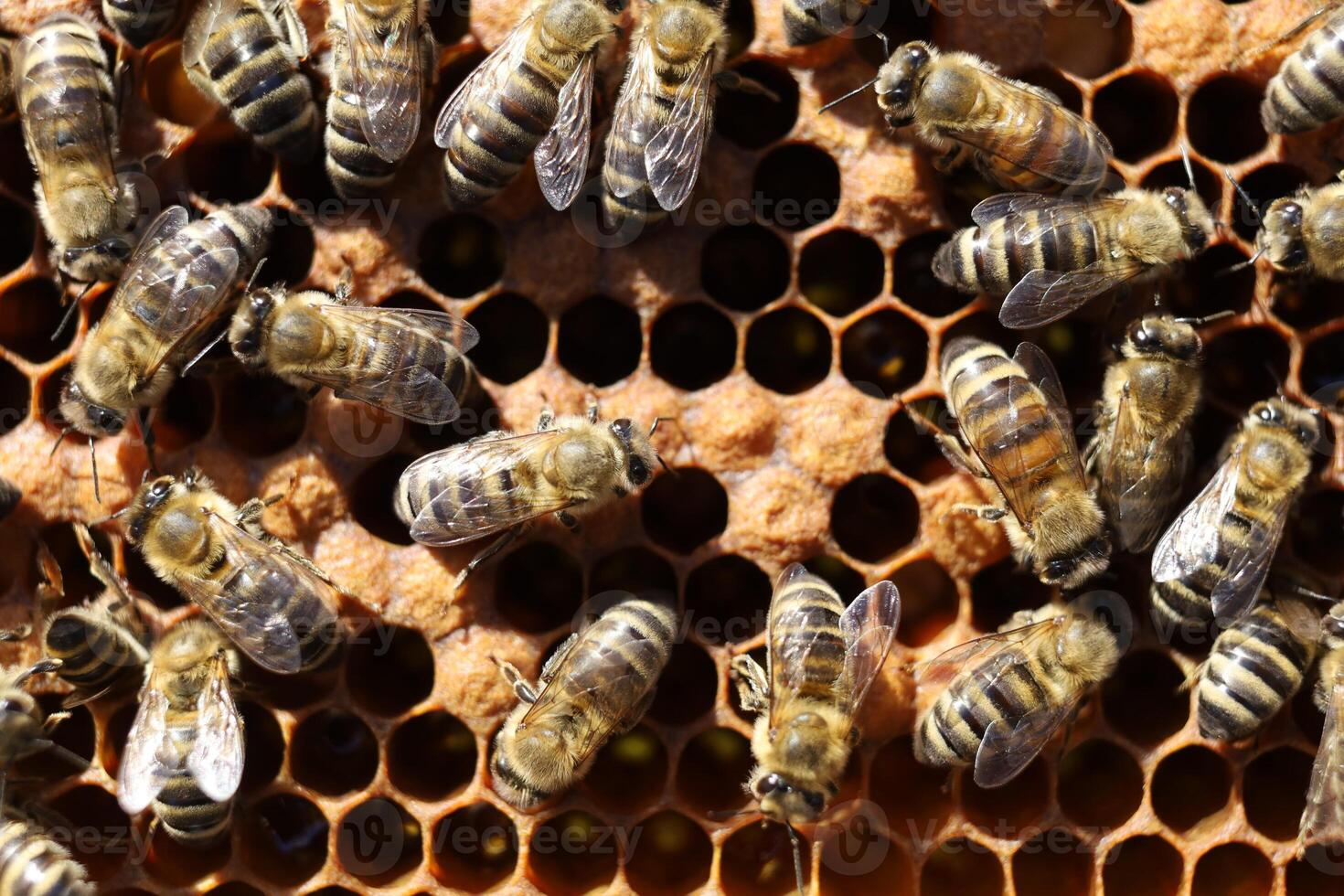Bees on a frame with honeycombs photo