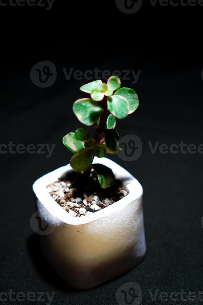 cactus flower in white pot on black background, photo