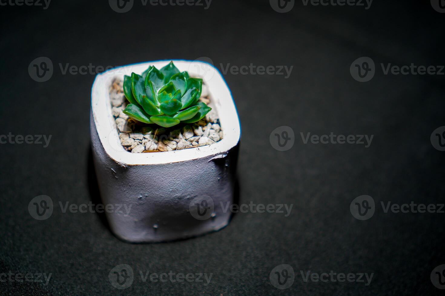 Close-up view of a cactus in a white pot on a black cloth. photo
