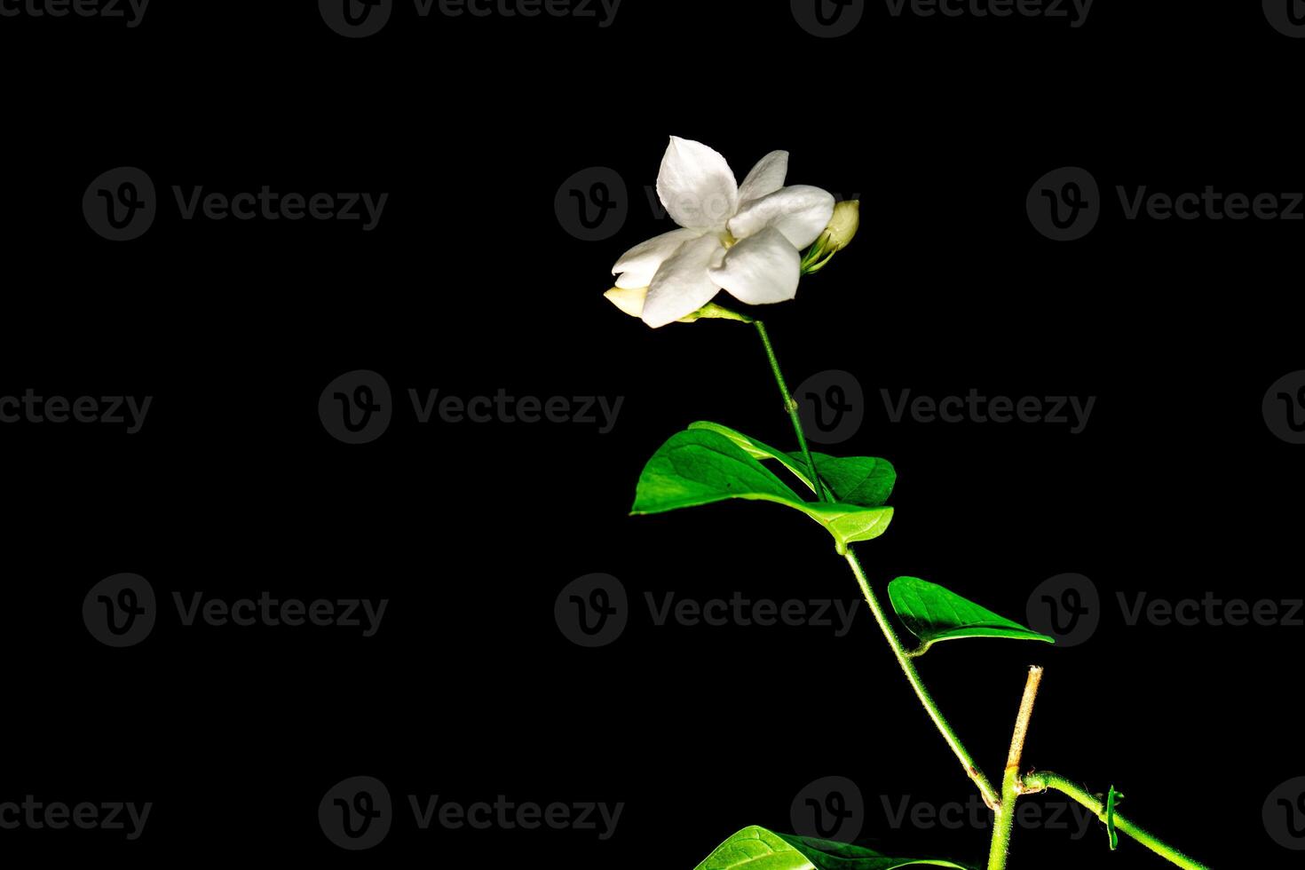 jasmine flowers on a black background, close up from a parallel viewpoint. photo