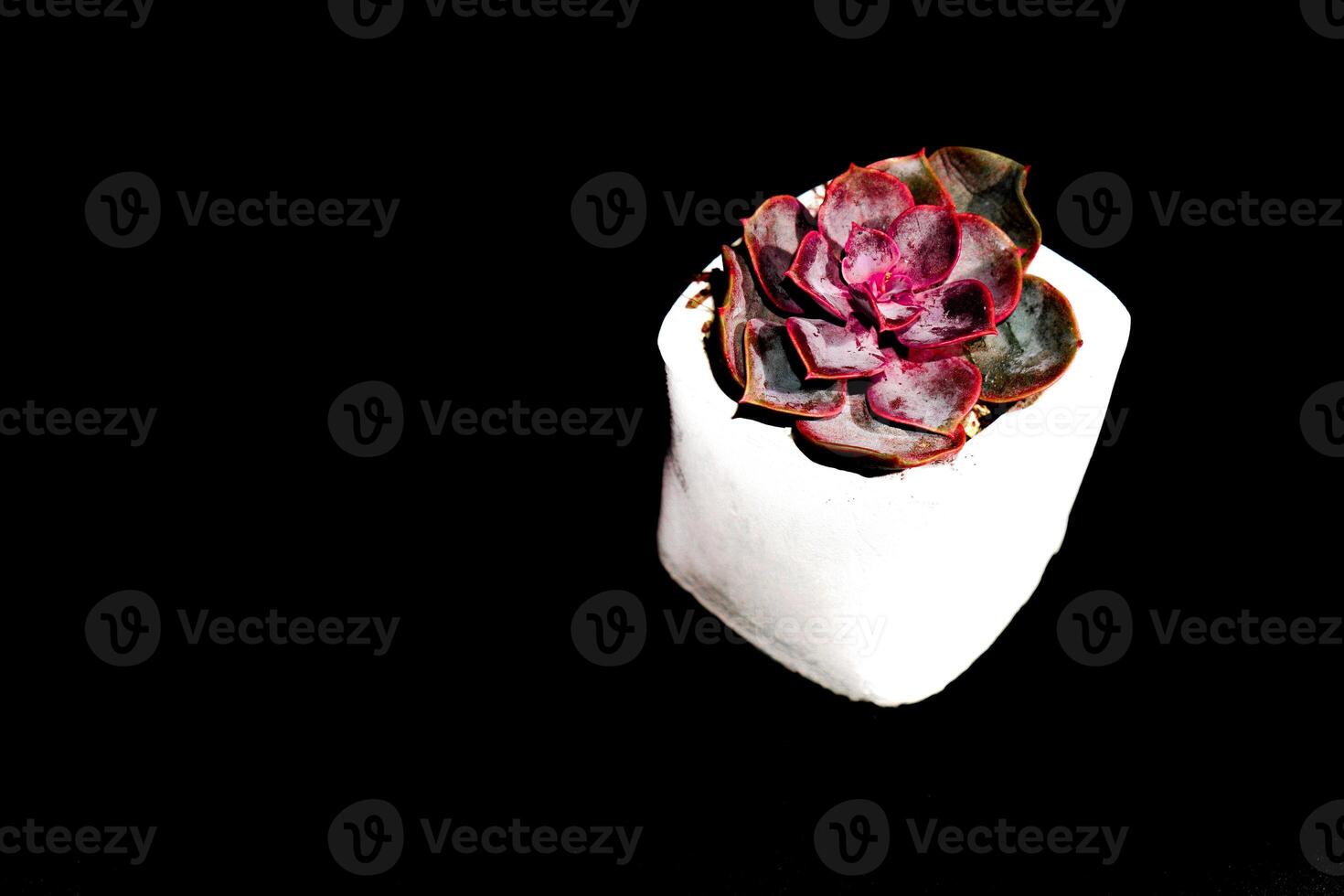pink cactus flowers in a small white pot on a black cloth photo