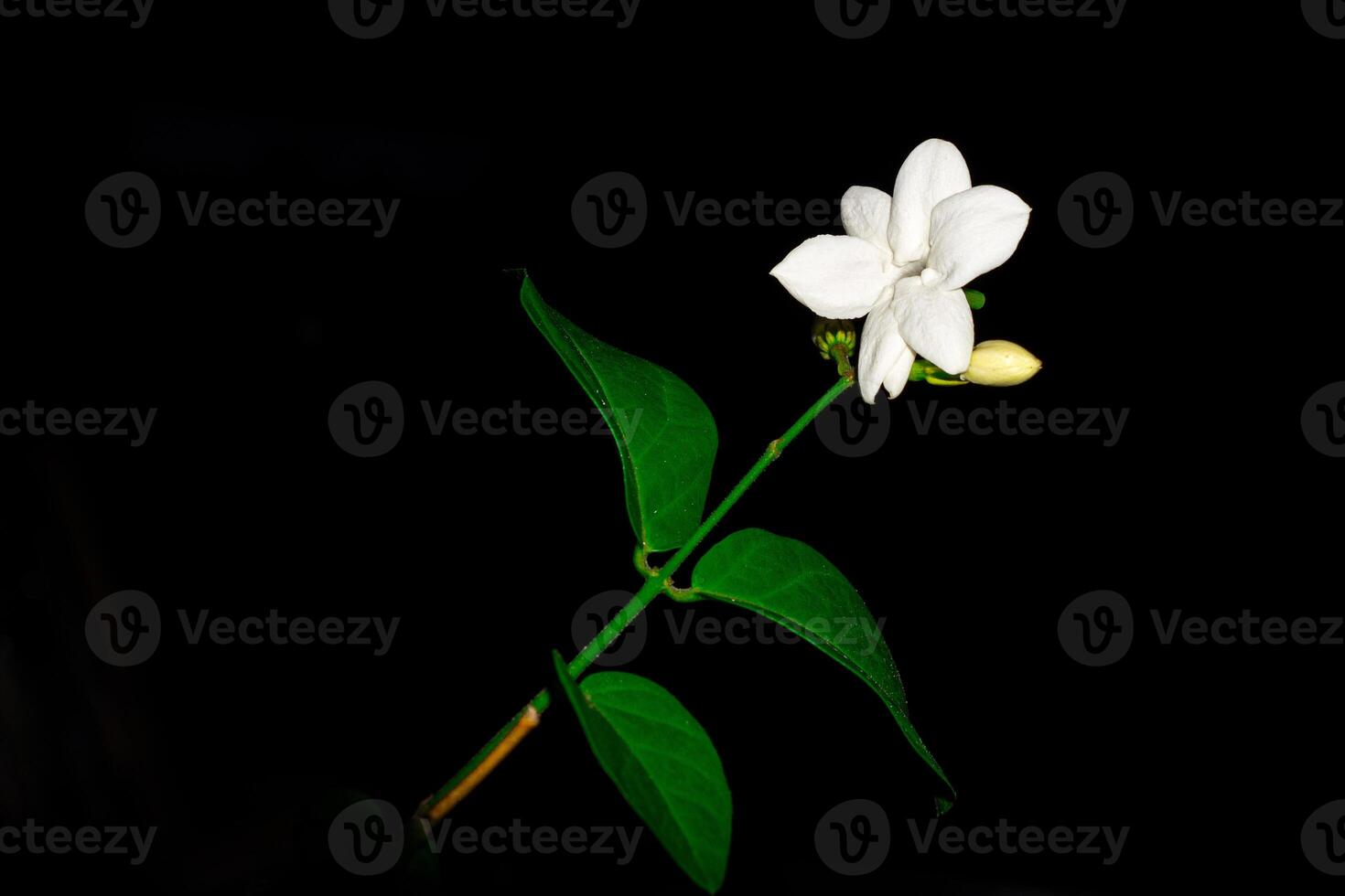 jasmine flowers on a black background, close up from a parallel viewpoint. photo