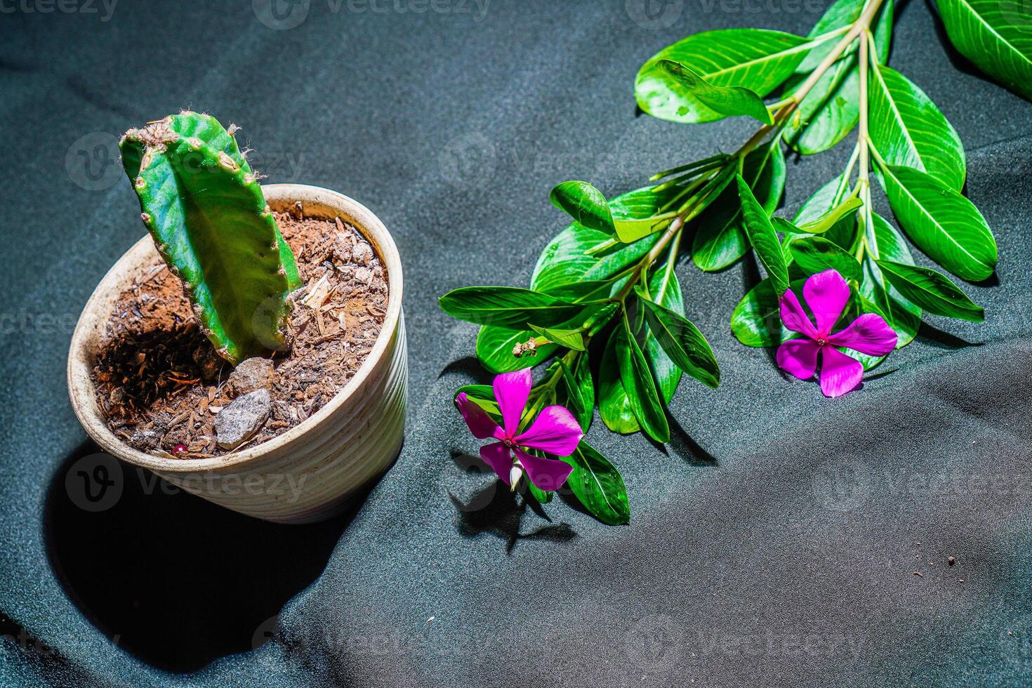 cactus flores en un blanco maceta con bígaro flores acostado en el lado con un negro paño base. foto