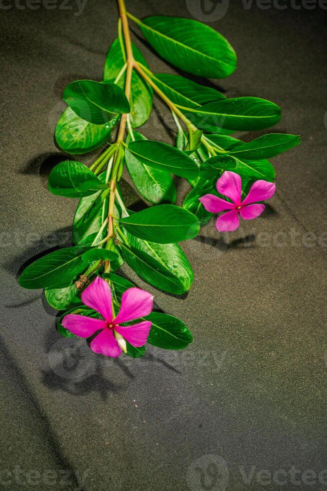 Close-up view of pink periwinkle flowers. photo