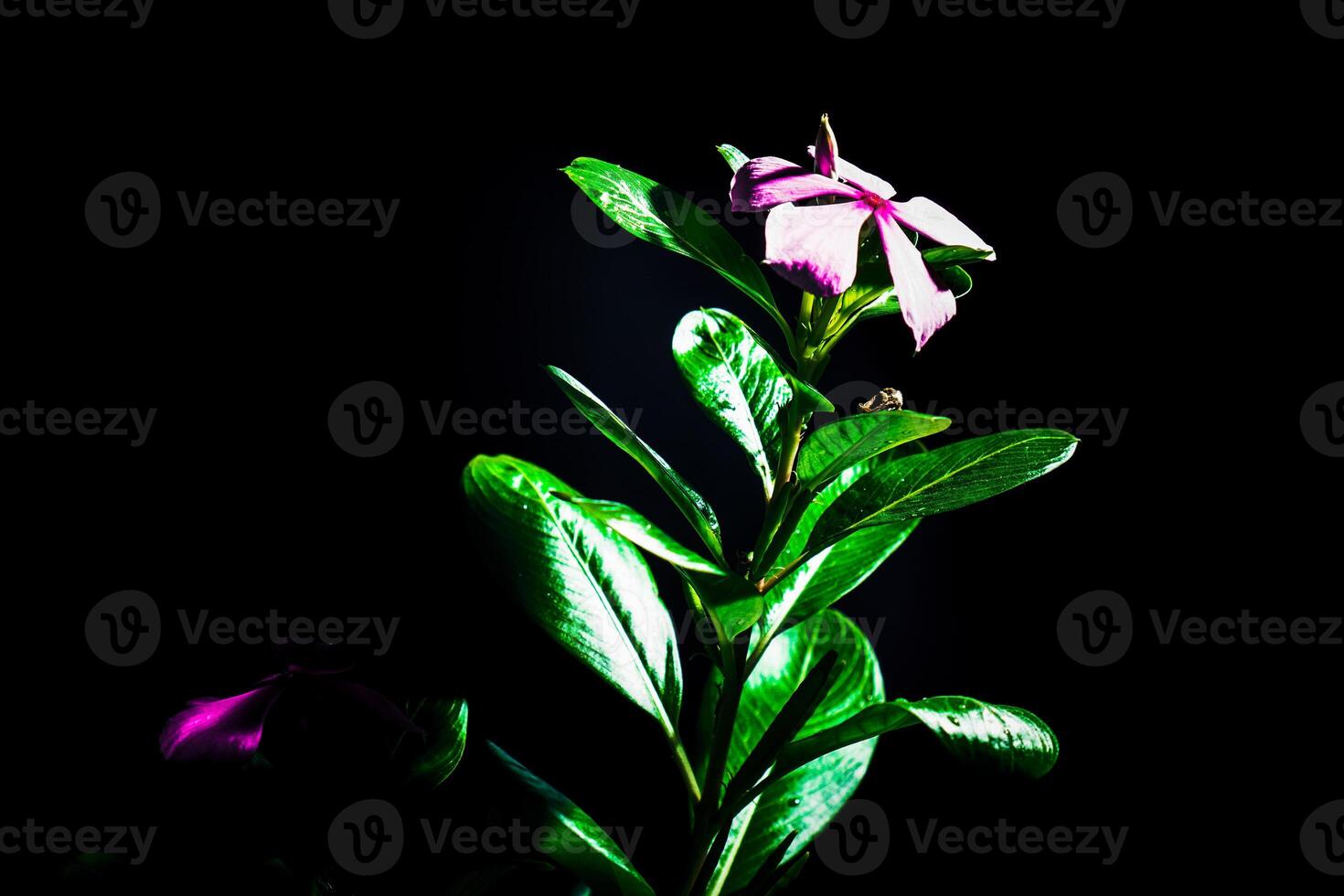 de cerca ver de rosado bígaro flores foto