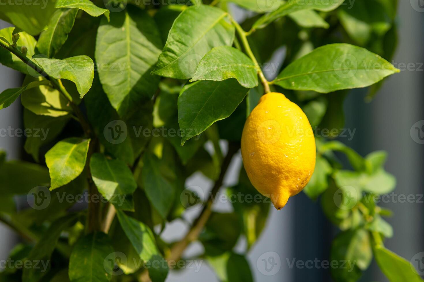 a single yellow lemon on a lemon tree photo
