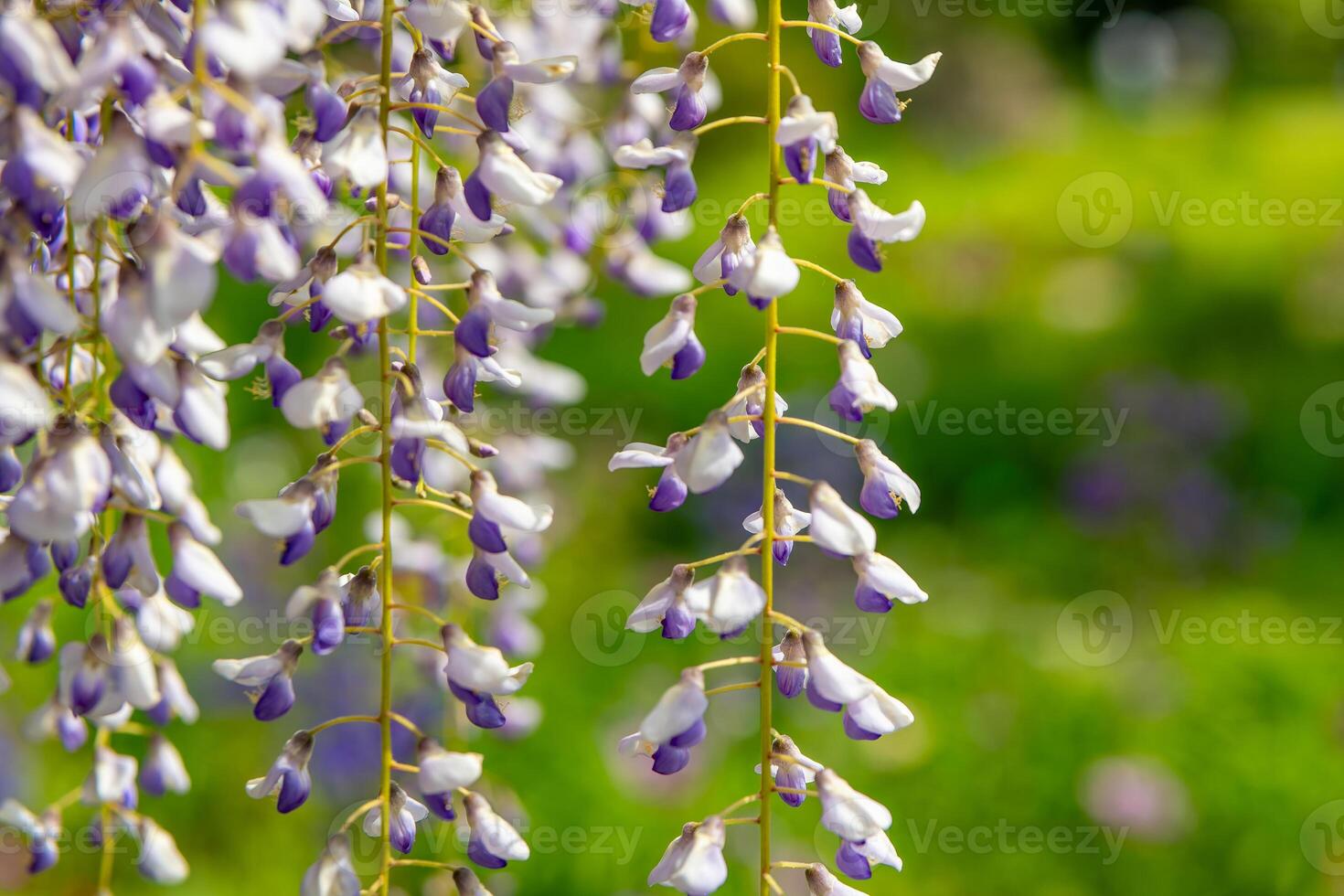flowering wisteria tree in spring photo