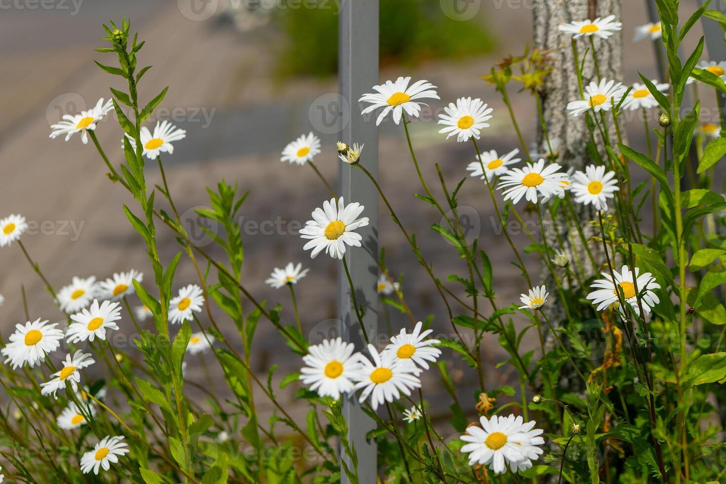 small daisy flowers with the name may queen photo