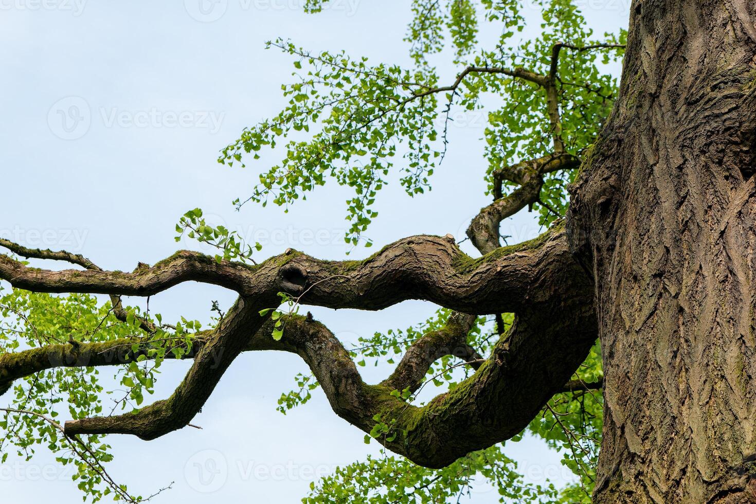 tree branch is long and curved, reaching up towards the sky photo