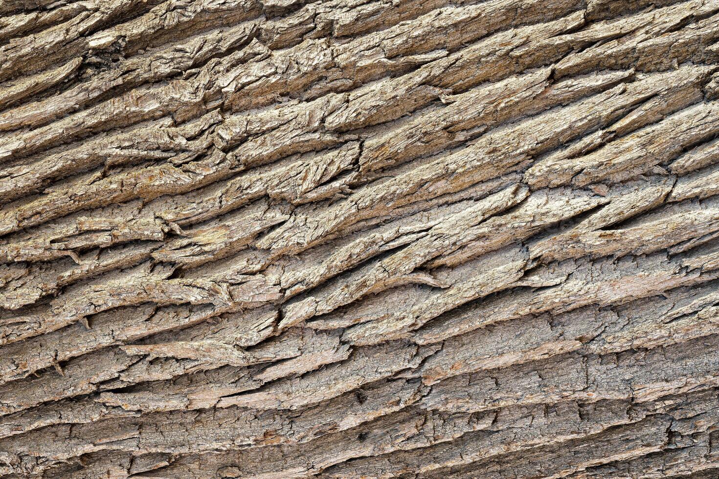 The texture of the rough bark of an old oak tree. Abstract background. photo